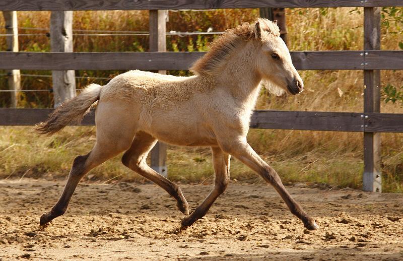 Molda von Heidmoor k.jpg